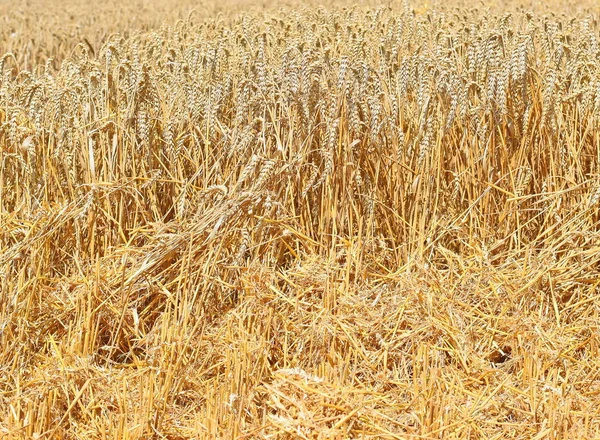 Пшеничное Поле Летом — стоковое фото