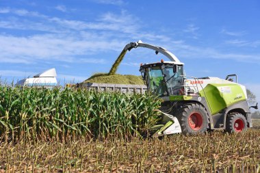 Kalush, Ukrayna 14 Eylül 2017: Mısır Silaj kasaba Kalush, Ukrayna tarlada olarak hasat .