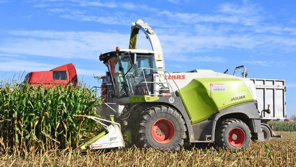 Kalush, Ukrayna 14 Eylül 2017: Mısır Silaj kasaba Kalush, Ukrayna tarlada olarak hasat .