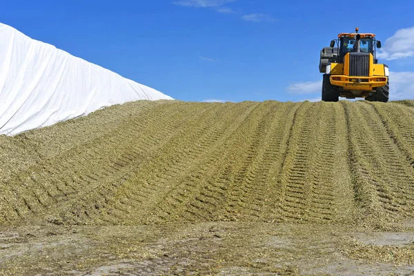 Ramming Corn Silage Silo Trench Dairy Farm — Stock Photo, Image