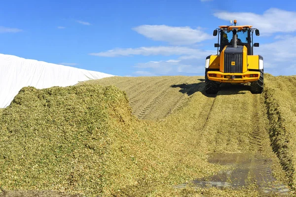 Kalush Ukraine September 2017 Ramming Corn Silage Silo Trench Dairy — Stock Photo, Image