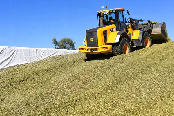 Kalush Ukraine September 2017 Ramming Corn Silage Silo Trench Dairy — Stock Photo, Image