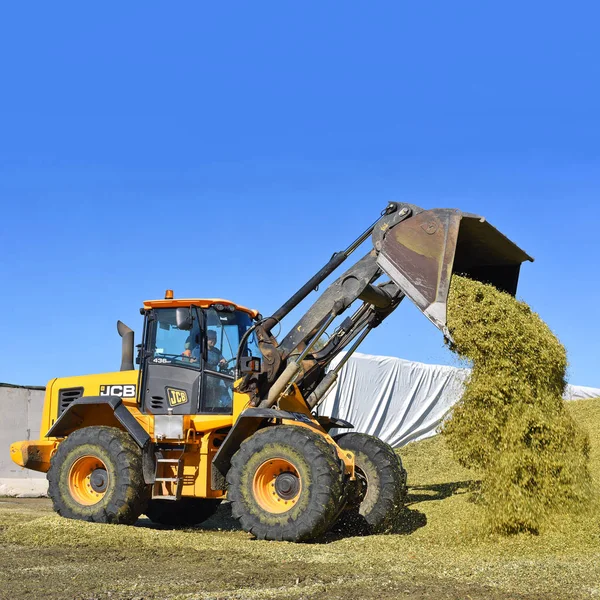 Kalush Ucraina Settembre 2017 Ramming Corn Insilage Silo Trench Dairy — Foto Stock