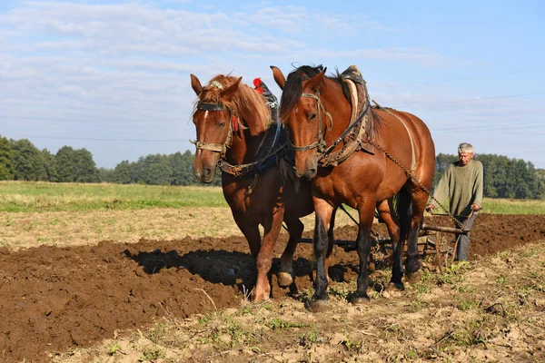 Kalush Ucrânia Setembro 2017 Fallowing Field Manual Plow Horse Drawn — Fotografia de Stock