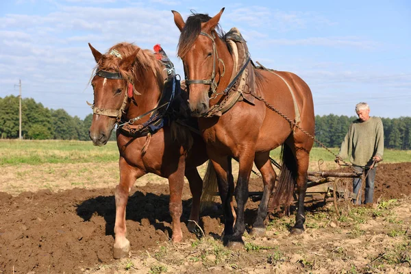 Kalush Ucrania Septiembre 2017 Fallow Field Manual Arow Horse Drawn — Foto de Stock