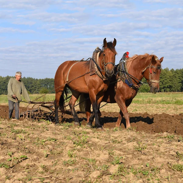 Kalush Ucrânia Setembro 2017 Fallowing Field Manual Plow Horse Drawn — Fotografia de Stock