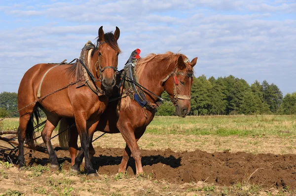 Cheval Sur Champ Printemps Pendant Les Travaux Sur Terrain — Photo