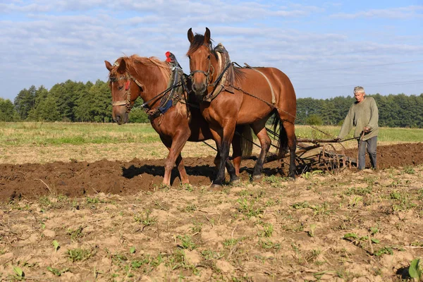 Kalush Ucrânia Setembro 2017 Fallowing Field Manual Plow Horse Drawn — Fotografia de Stock