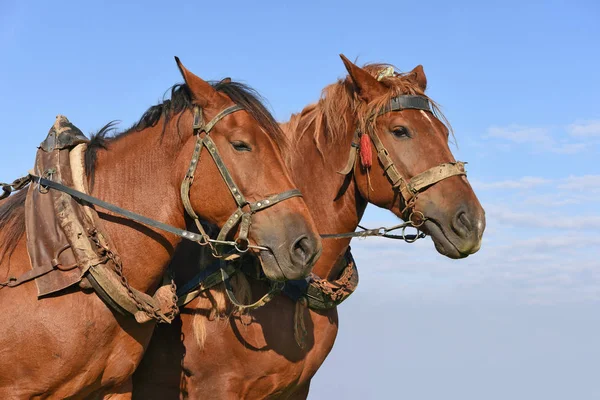 実習中に春の野に馬 — ストック写真