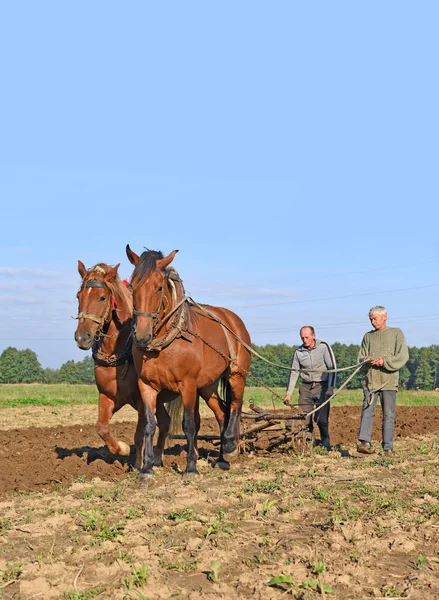 Kalush Ucrânia Setembro 2017 Fallowing Field Manual Plow Horse Drawn — Fotografia de Stock