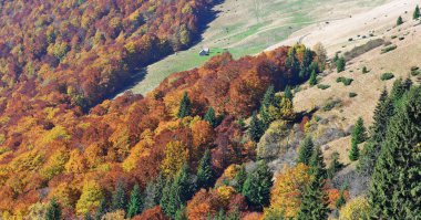 Güzel doğa manzarası, dağ ormanı.