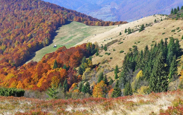 Schöne Naturlandschaft Bergwald — Stockfoto
