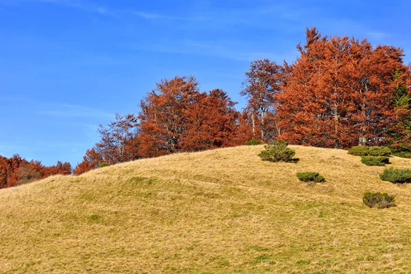 丘の上の秋の森の端 — ストック写真