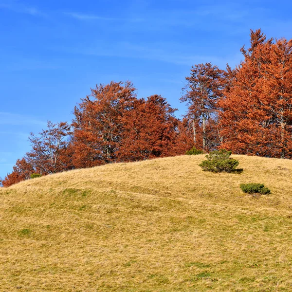丘の上の秋の森の端 — ストック写真