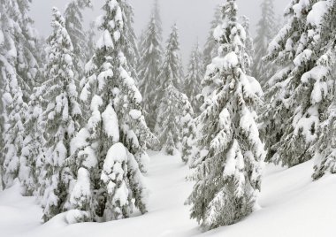 Kış iğne yapraklı orman hafif bir sis bir dağ yamacında.