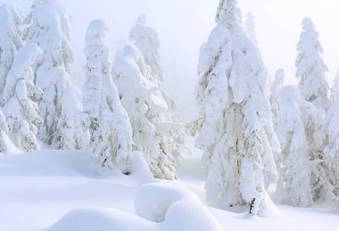 Kış iğne yapraklı orman hafif bir sis bir dağ yamacında.