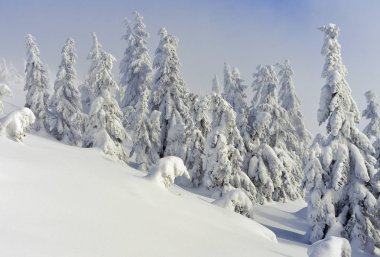 Kış iğne yapraklı orman hafif bir sis bir dağ yamacında.