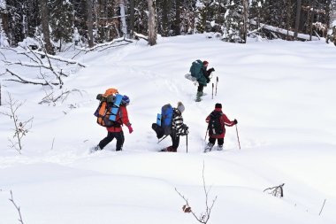 Ukrayna, Osmoloda-11 Şubat 2018: Turist bir grup içinde bir kış orman glade oval en tepeye tırmanış başında. Karpatlar