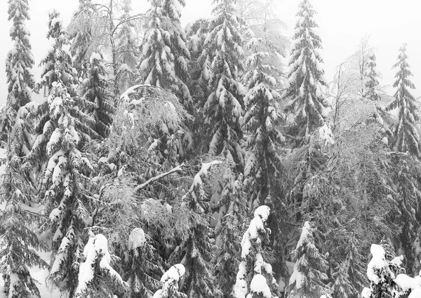 Winter Coniferous Forest Mountain Slope Light Fog — Stock Photo, Image