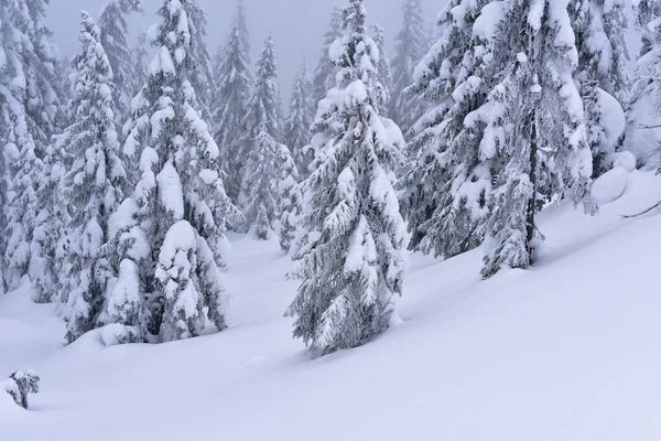 Foresta Conifere Invernale Pendio Montagna Una Nebbia Leggera — Foto Stock