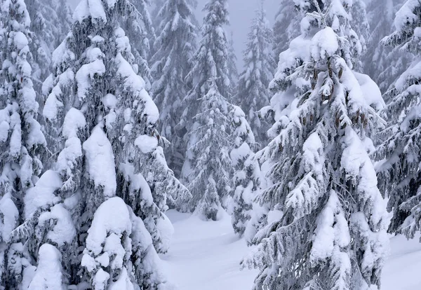 Floresta Conífera Inverno Uma Encosta Montanha Uma Névoa Leve — Fotografia de Stock