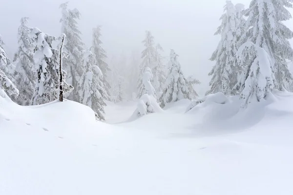 Floresta Conífera Inverno Uma Encosta Montanha Uma Névoa Leve — Fotografia de Stock