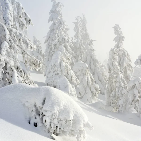 Zimní Jehličnatého Lesa Horském Svahu Lehkou Mlhu — Stock fotografie