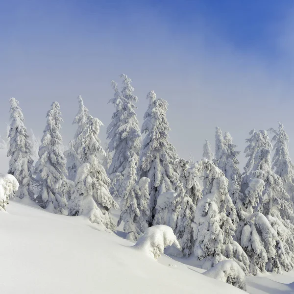 Winter Nadelwald Berghang Leichten Nebel — Stockfoto