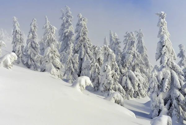 Forêt Conifères Hivernale Sur Une Pente Montagne Dans Brouillard Léger — Photo