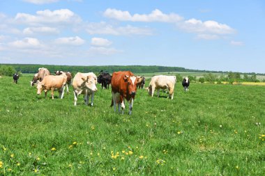 Yaz otlağında inekler