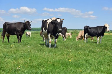 Yaz otlağında inekler