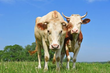 Yaz otlağında inekler