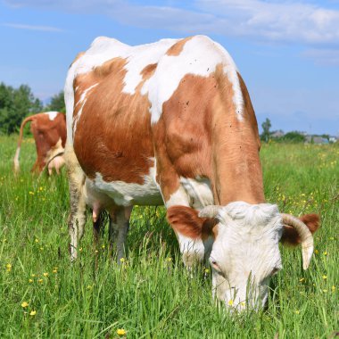 Yaz otlağında inek