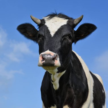 Başını gökyüzüne karşı buzağı