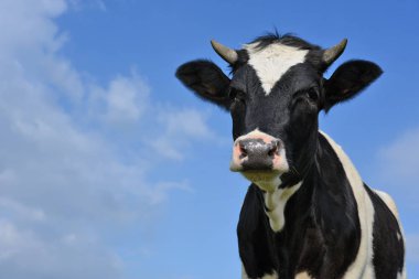 Başını gökyüzüne karşı buzağı