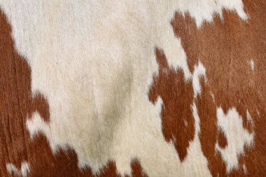 bir inek bir deri parçası. 