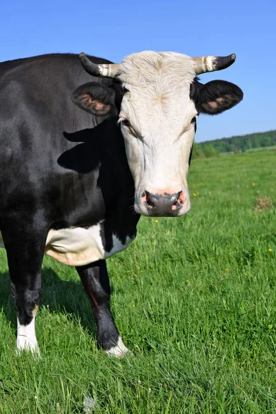 Vaca Pasto Verão — Fotografia de Stock