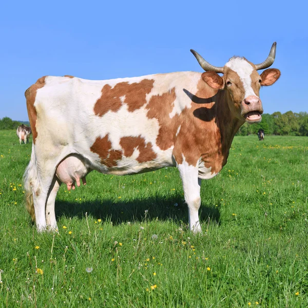 Koe Een Zomerweide — Stockfoto