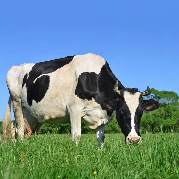 Koe Een Zomerweide — Stockfoto