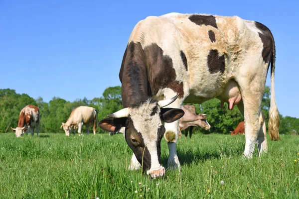 Cows Summer Pasture — Stock Photo, Image