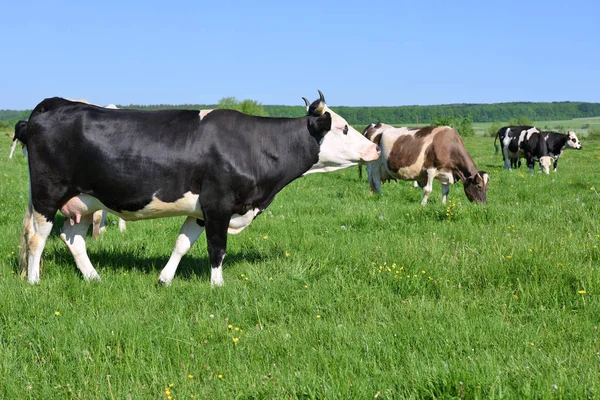 Tehenek Nyári Legelőn — Stock Fotó