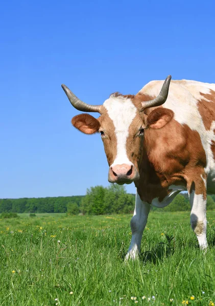 Vache Dans Pâturage Été — Photo