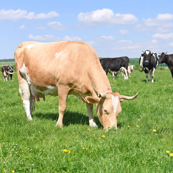 Las Vacas Pasto Verano —  Fotos de Stock