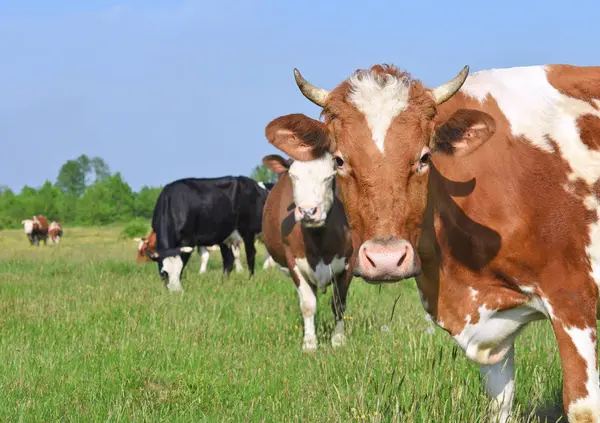 Koeien Een Zomerweide — Stockfoto