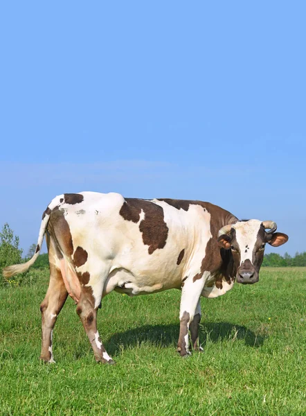 Cow Summer Pasture — Stock Photo, Image