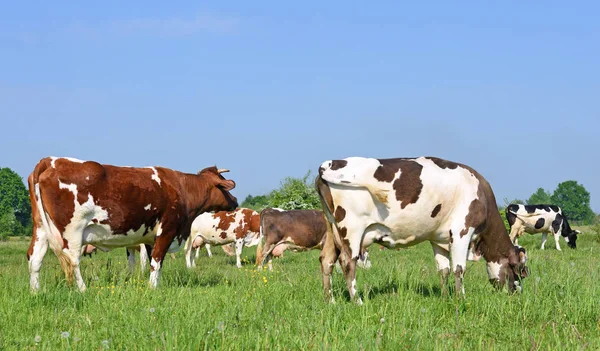 Vaches Sur Pâturage Été — Photo