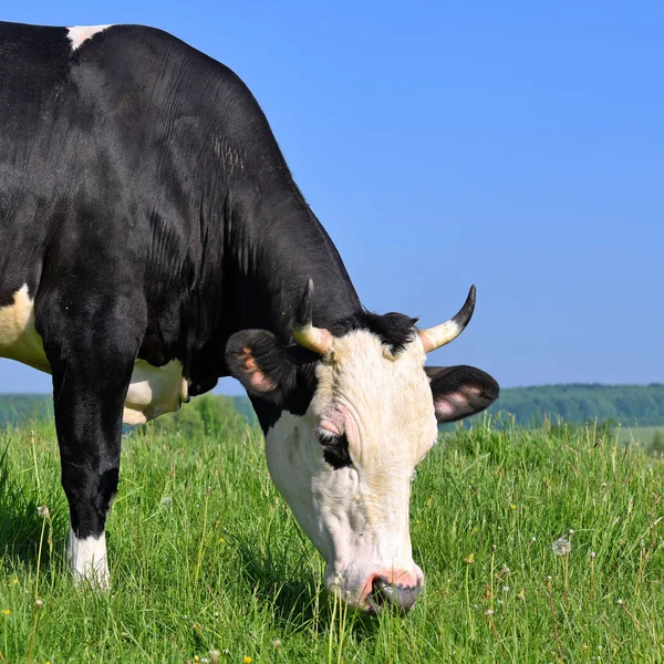 Vache Dans Pâturage Été — Photo