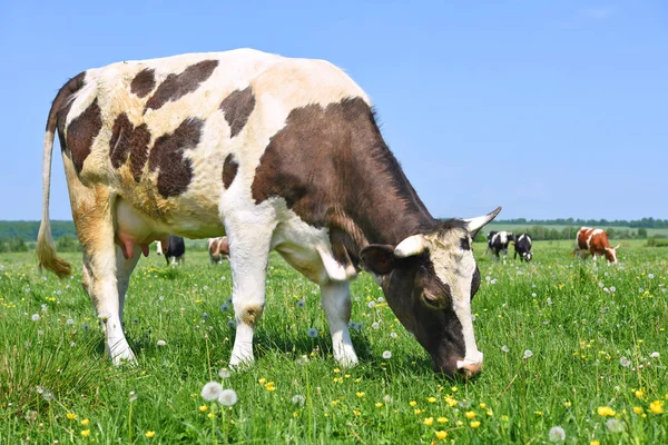 Vache Dans Pâturage Été — Photo