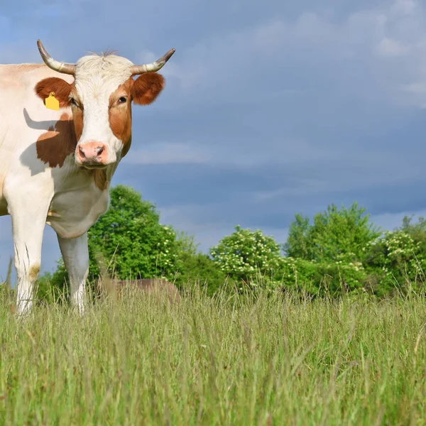 Vacă Pășune Vară — Fotografie, imagine de stoc