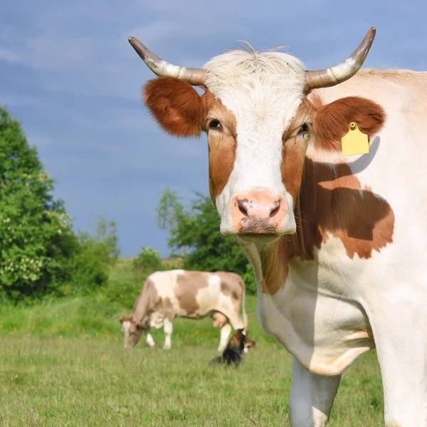 Vaches Sur Pâturage Été — Photo